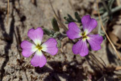 Fotografia da espécie Malcolmia littorea