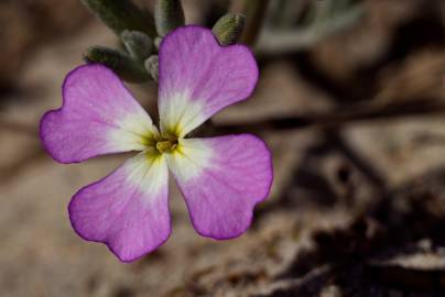 Fotografia da espécie Malcolmia littorea