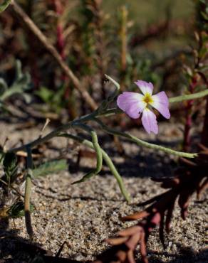 Fotografia 16 da espécie Malcolmia littorea no Jardim Botânico UTAD