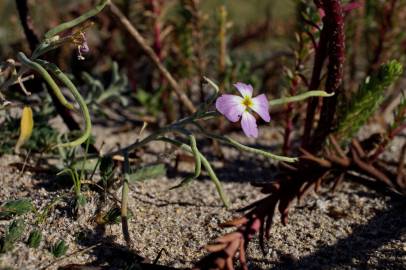 Fotografia da espécie Malcolmia littorea