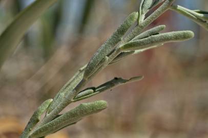 Fotografia da espécie Malcolmia littorea