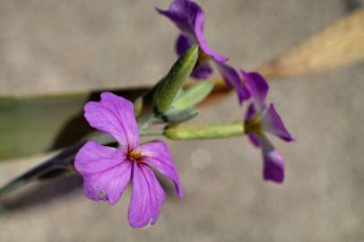 Fotografia da espécie Malcolmia littorea