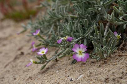 Fotografia da espécie Malcolmia littorea