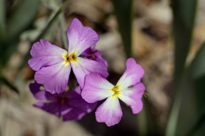 Fotografia da espécie Malcolmia littorea