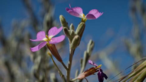 Fotografia da espécie Malcolmia littorea