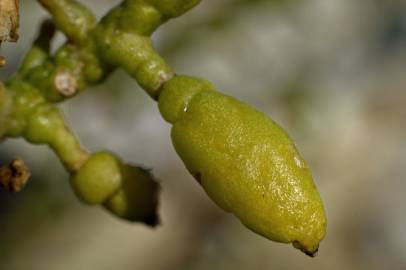 Fotografia da espécie Cakile maritima subesp. integrifolia