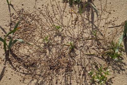 Fotografia da espécie Cakile maritima subesp. integrifolia