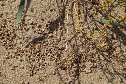 Fotografia da espécie Cakile maritima subesp. integrifolia