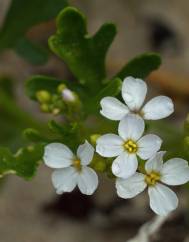 Cakile maritima subesp. integrifolia