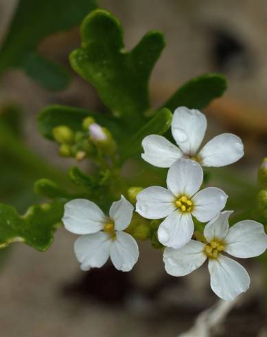 Fotografia de capa Cakile maritima subesp. integrifolia - do Jardim Botânico