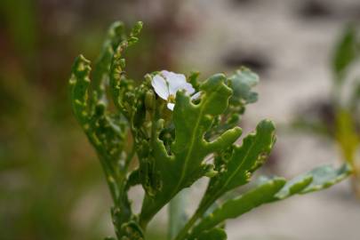 Fotografia da espécie Cakile maritima subesp. integrifolia