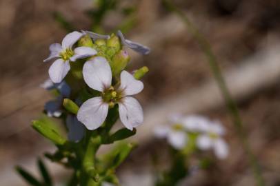 Fotografia da espécie Cakile maritima subesp. integrifolia