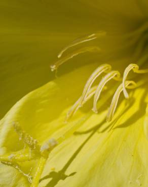 Fotografia 7 da espécie Oenothera glazioviana no Jardim Botânico UTAD