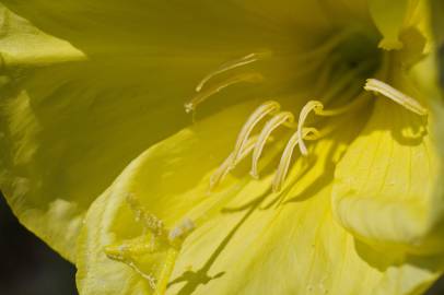 Fotografia da espécie Oenothera glazioviana