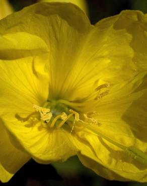 Fotografia 8 da espécie Oenothera glazioviana no Jardim Botânico UTAD