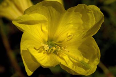 Fotografia da espécie Oenothera glazioviana