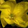 Fotografia 8 da espécie Oenothera glazioviana do Jardim Botânico UTAD