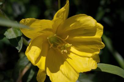 Fotografia da espécie Oenothera glazioviana