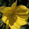 Fotografia 10 da espécie Oenothera glazioviana do Jardim Botânico UTAD