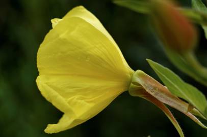 Fotografia da espécie Oenothera glazioviana