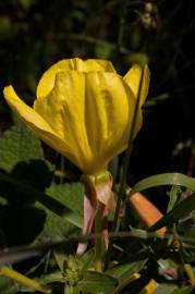 Fotografia da espécie Oenothera glazioviana