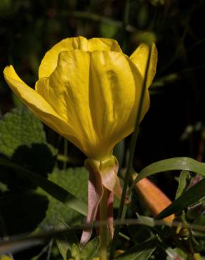 Fotografia 12 da espécie Oenothera glazioviana no Jardim Botânico UTAD