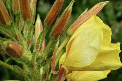 Fotografia da espécie Oenothera glazioviana