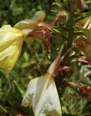 Fotografia 14 da espécie Oenothera glazioviana no Jardim Botânico UTAD