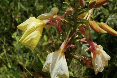 Fotografia da espécie Oenothera glazioviana