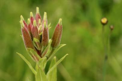 Fotografia da espécie Oenothera glazioviana