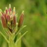 Fotografia 15 da espécie Oenothera glazioviana do Jardim Botânico UTAD