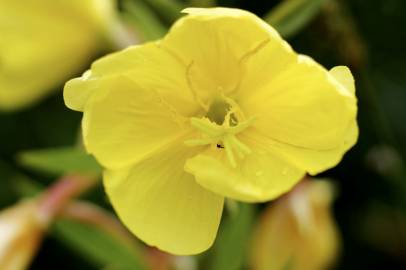 Fotografia da espécie Oenothera glazioviana