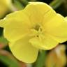 Fotografia 16 da espécie Oenothera glazioviana do Jardim Botânico UTAD