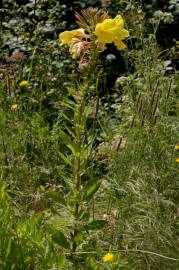 Fotografia da espécie Oenothera glazioviana