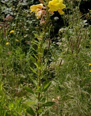 Fotografia 17 da espécie Oenothera glazioviana no Jardim Botânico UTAD