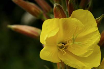 Fotografia da espécie Oenothera glazioviana