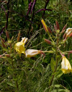 Fotografia 19 da espécie Oenothera glazioviana no Jardim Botânico UTAD