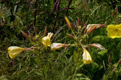 Fotografia da espécie Oenothera glazioviana