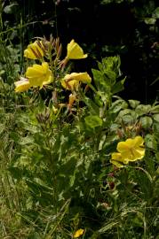 Fotografia da espécie Oenothera glazioviana