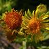 Fotografia 9 da espécie Limbarda crithmoides do Jardim Botânico UTAD