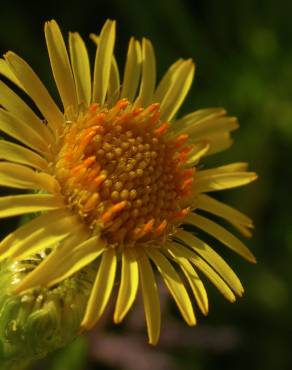 Fotografia 10 da espécie Limbarda crithmoides no Jardim Botânico UTAD