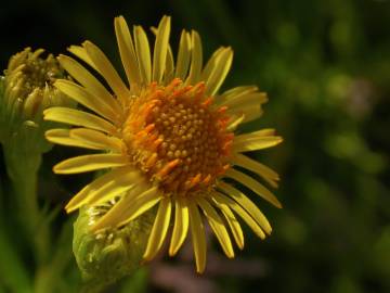 Fotografia da espécie Limbarda crithmoides