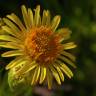 Fotografia 10 da espécie Limbarda crithmoides do Jardim Botânico UTAD