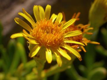 Fotografia da espécie Limbarda crithmoides