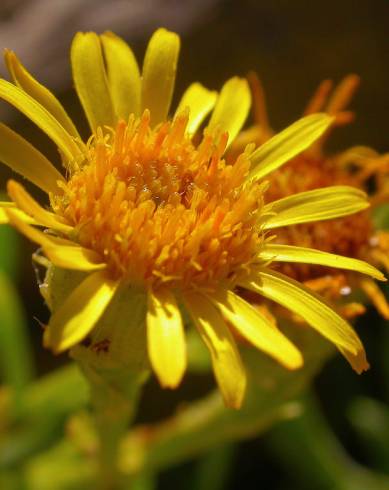 Fotografia de capa Limbarda crithmoides - do Jardim Botânico