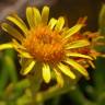 Fotografia 1 da espécie Limbarda crithmoides do Jardim Botânico UTAD