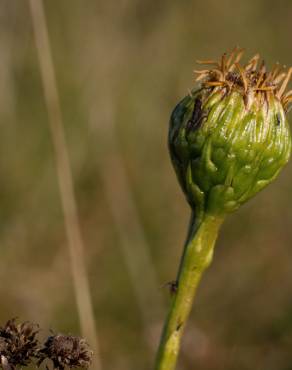 Fotografia 12 da espécie Limbarda crithmoides no Jardim Botânico UTAD