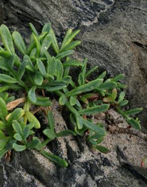 Fotografia 16 da espécie Limbarda crithmoides no Jardim Botânico UTAD