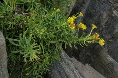 Fotografia da espécie Limbarda crithmoides