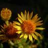 Fotografia 19 da espécie Limbarda crithmoides do Jardim Botânico UTAD